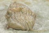 Bargain, Stalk-Eyed Cybele Trilobite - Russia #363084-2